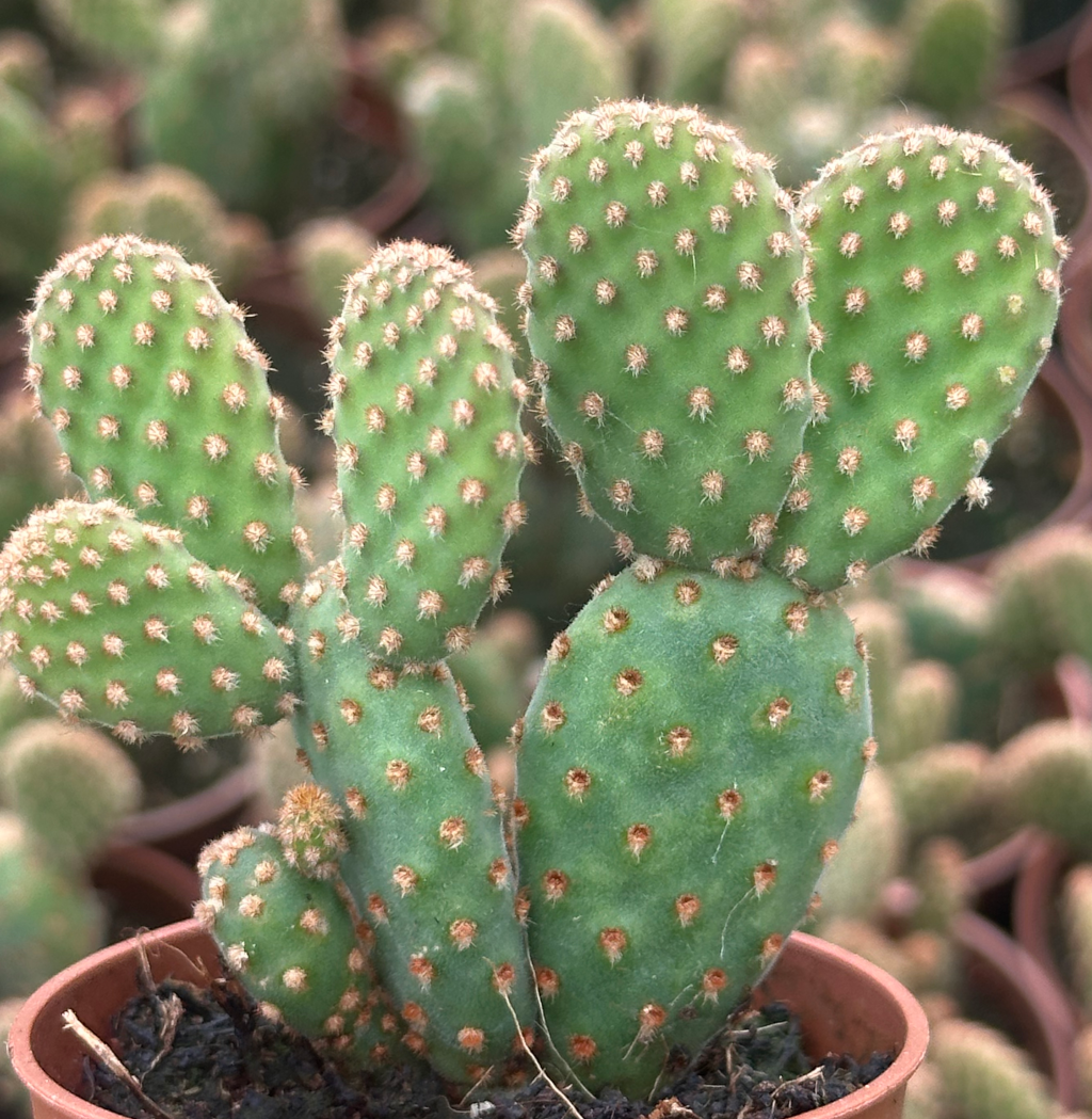 opuntia rufida