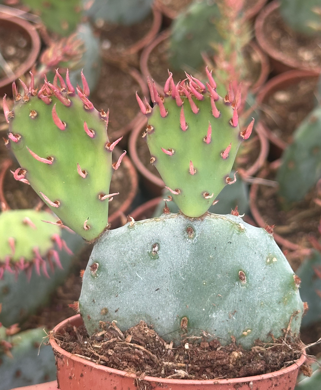 opuntia santa rita