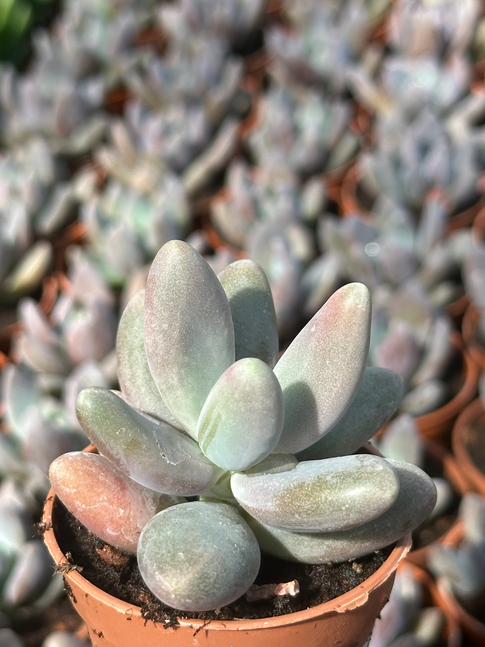 pachyphytum captain jessop