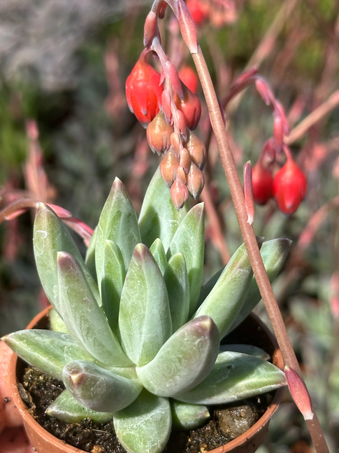 pachyphytum compactum purple diamond