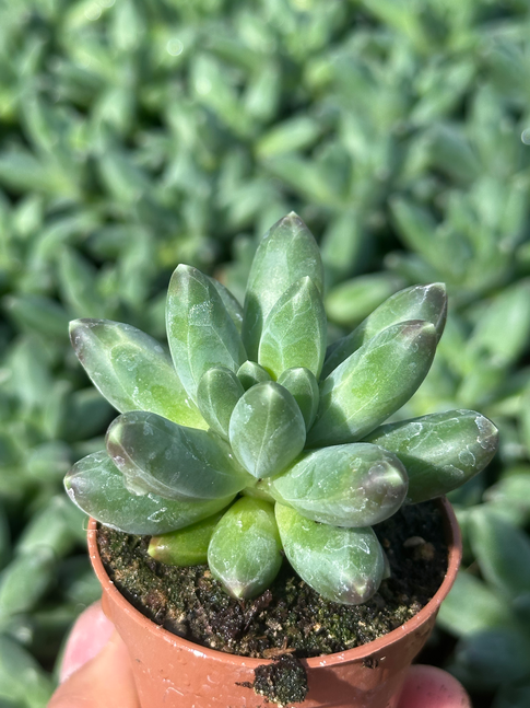 pachyphytum compactum