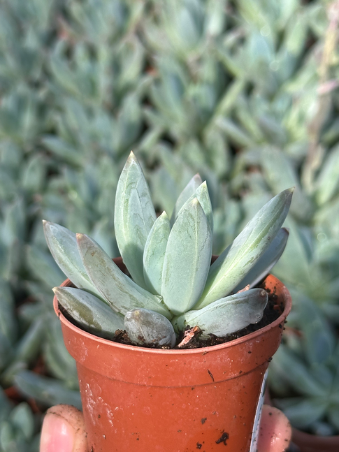 pachyphytum hookeri