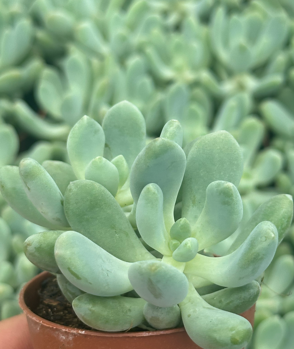 pachyphytum sp