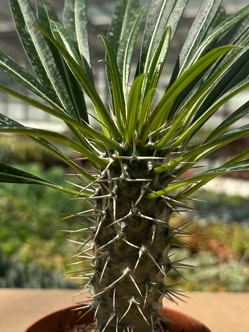 pachypodium lamereii