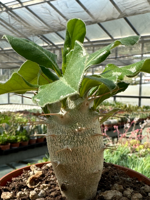 pachypodium sundersii
