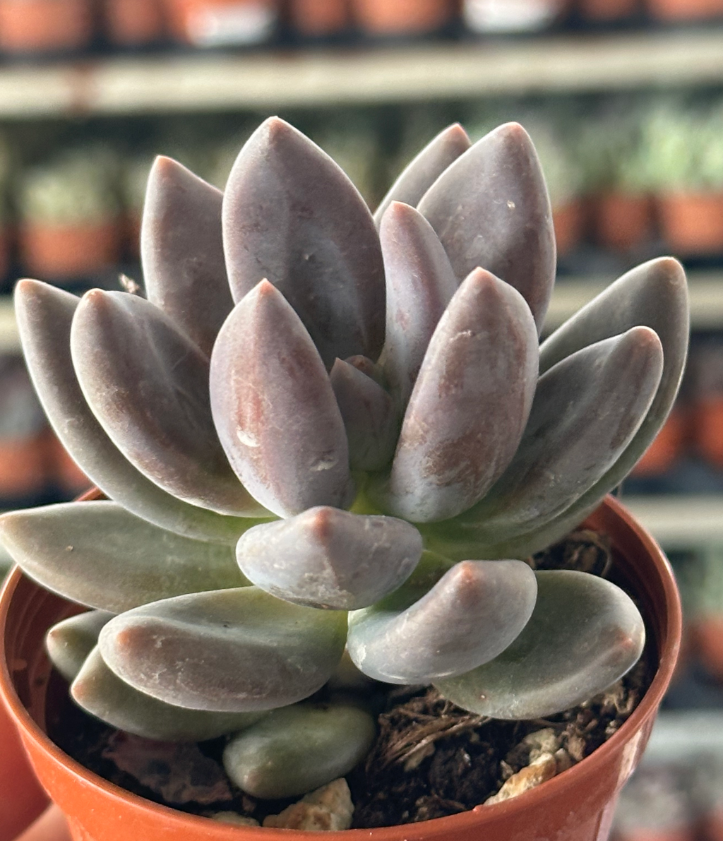 pachyveria blue mist