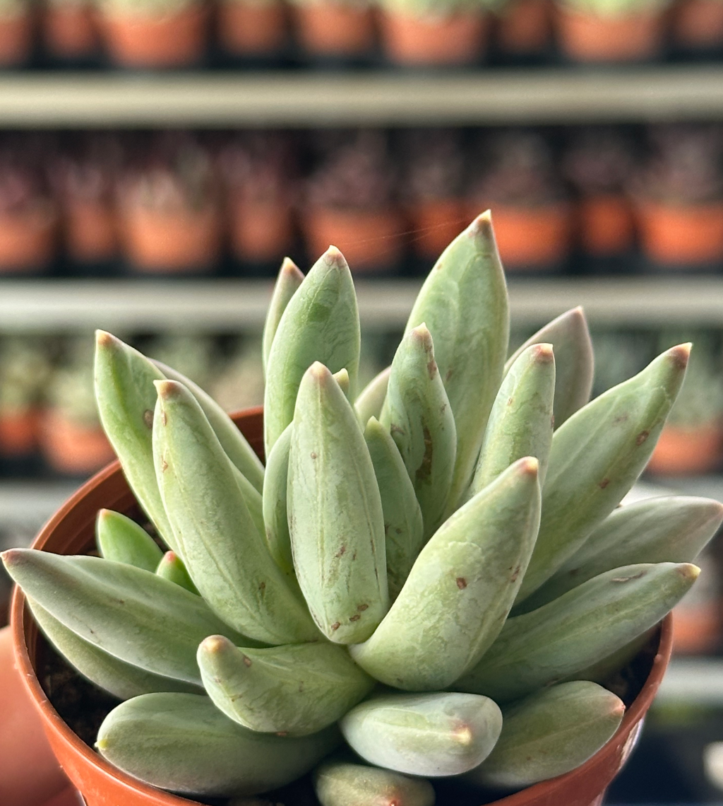 pachyveria draco