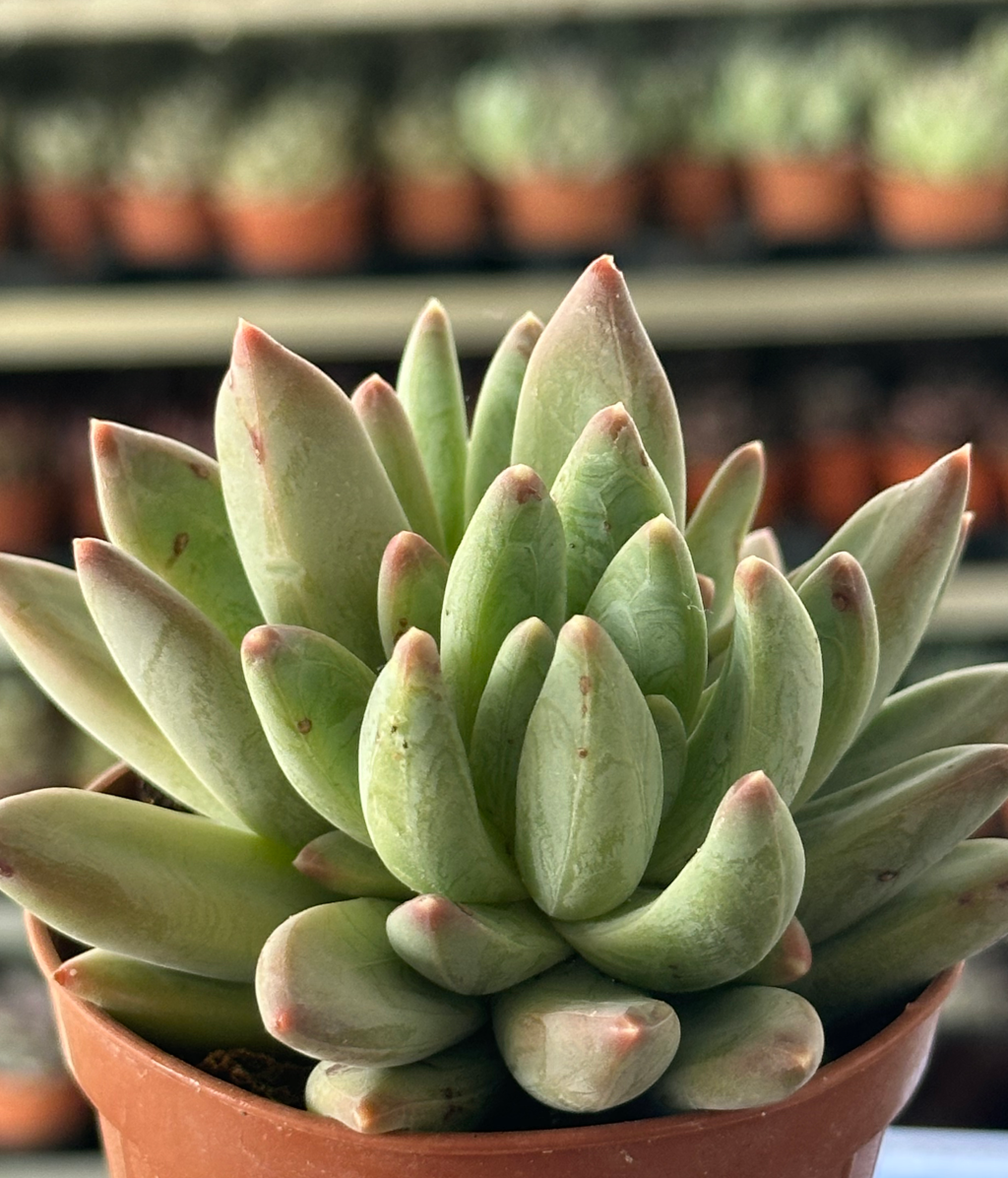 pachyveria glauca