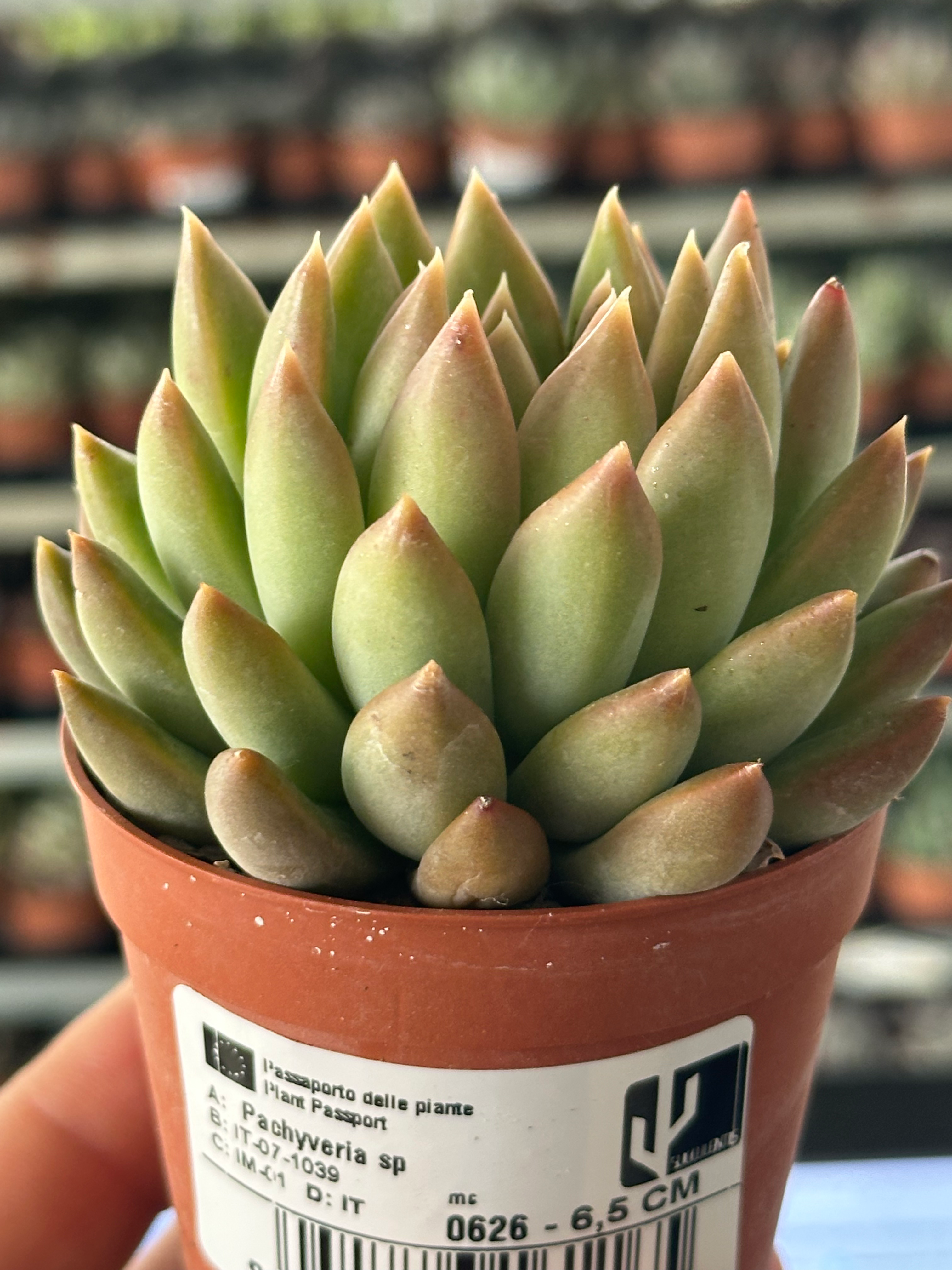 pachyveria sp