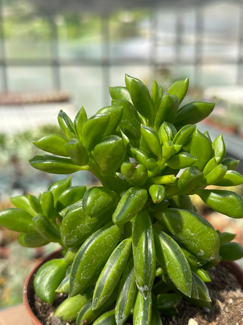 peperomia asperula