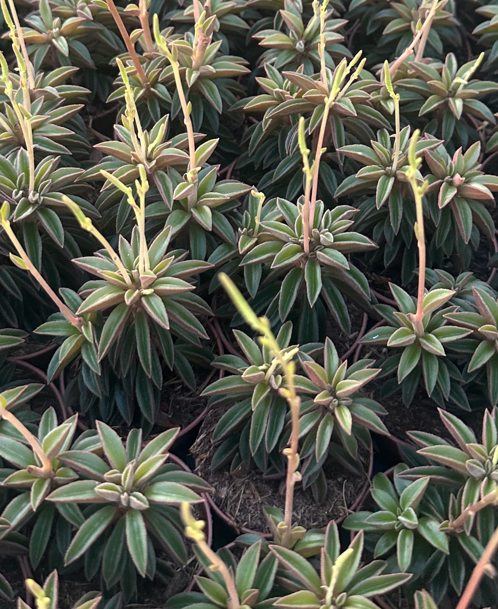 peperomia dolabriformis