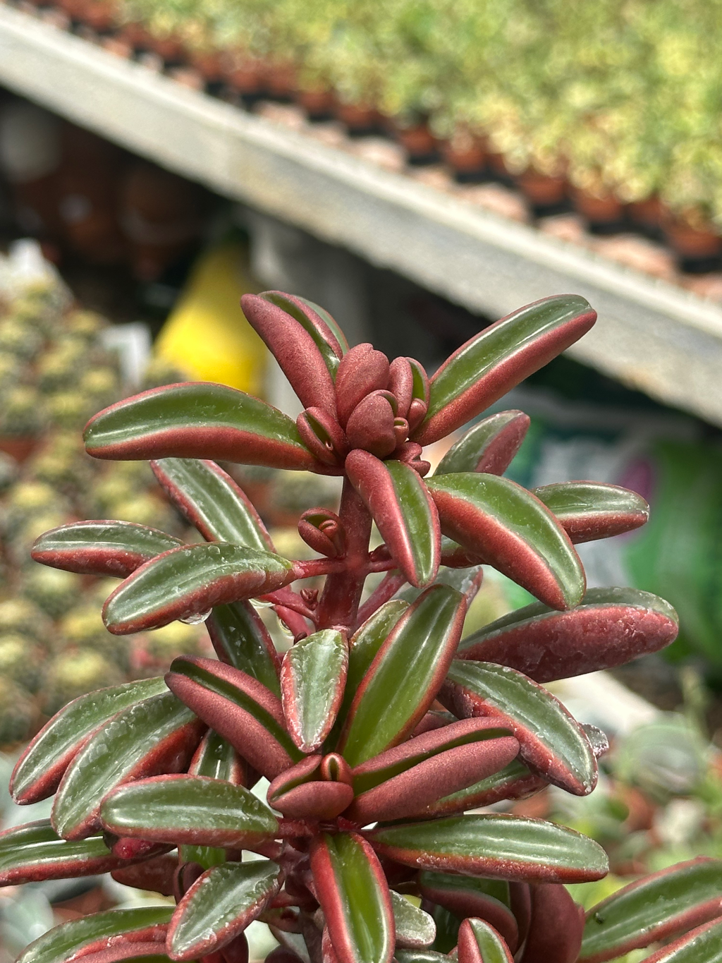 peperomia graveolens