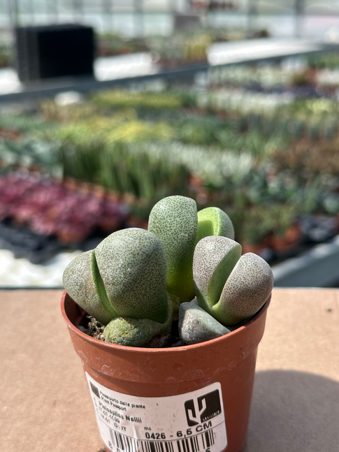 pleiospilos nellii