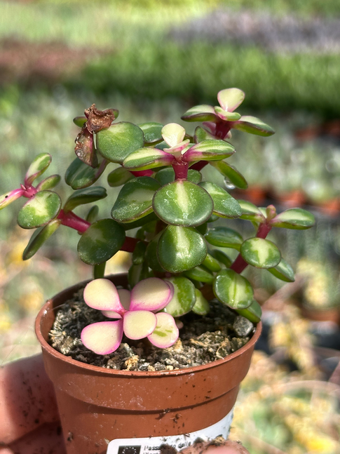 portulacaria afra mediopicta