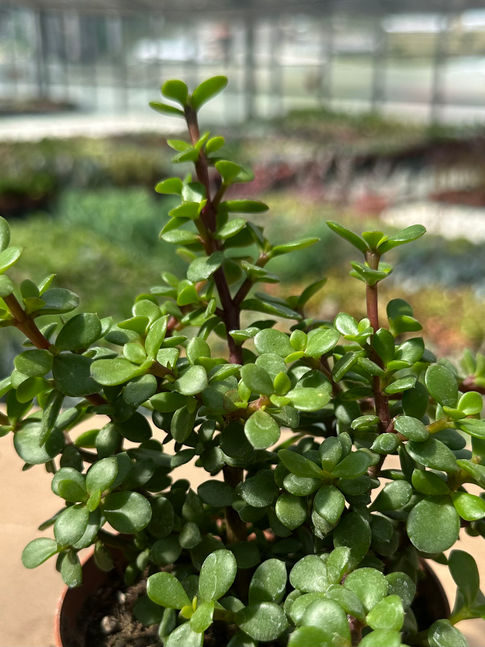 portulacaria afra mini mini