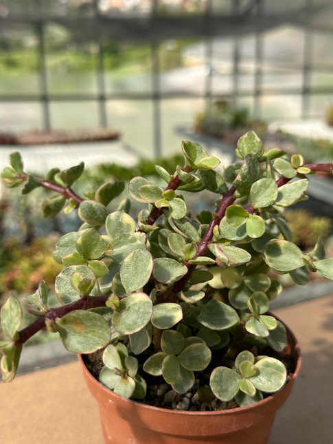 portulacaria afra variegata