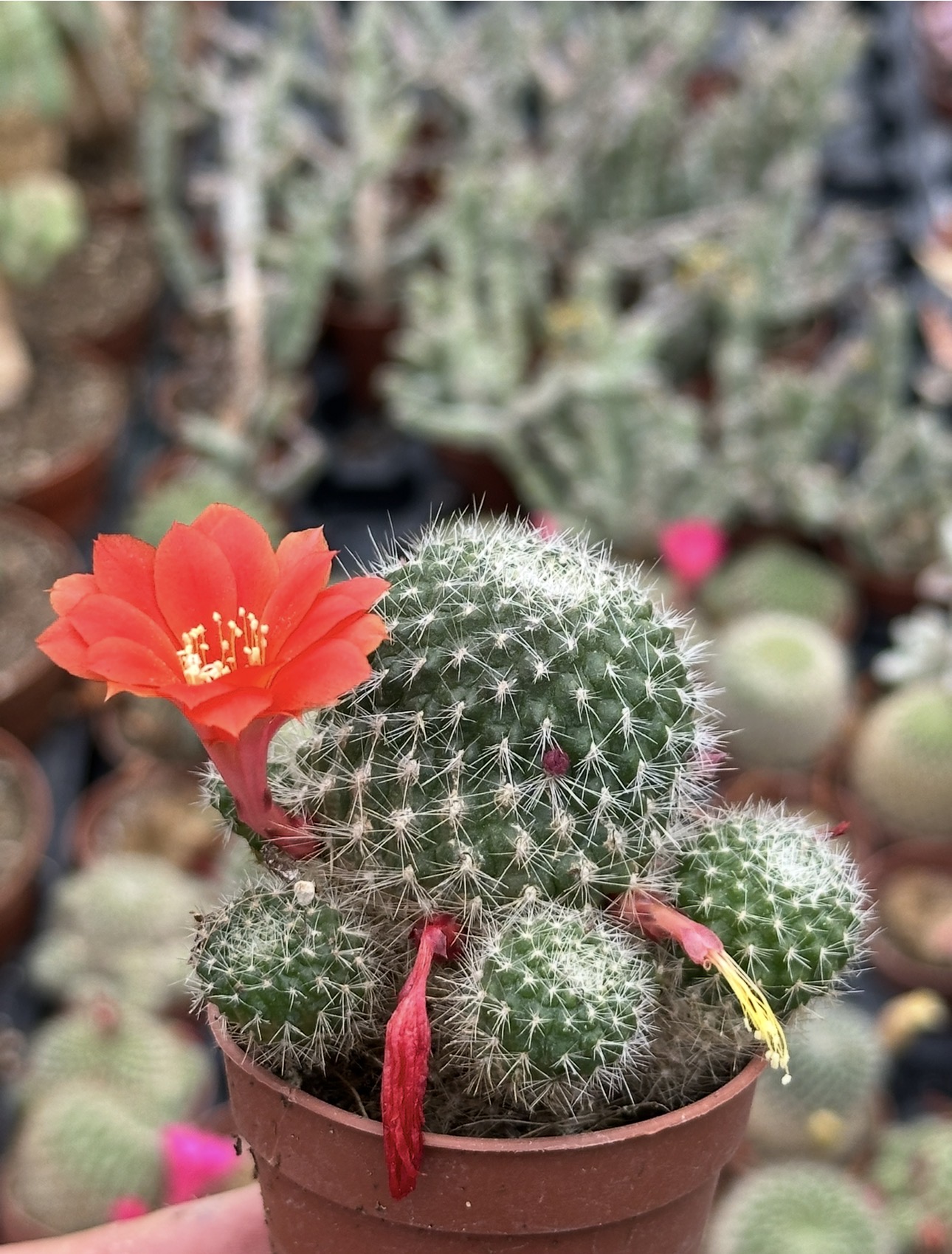 rebutia krainziana