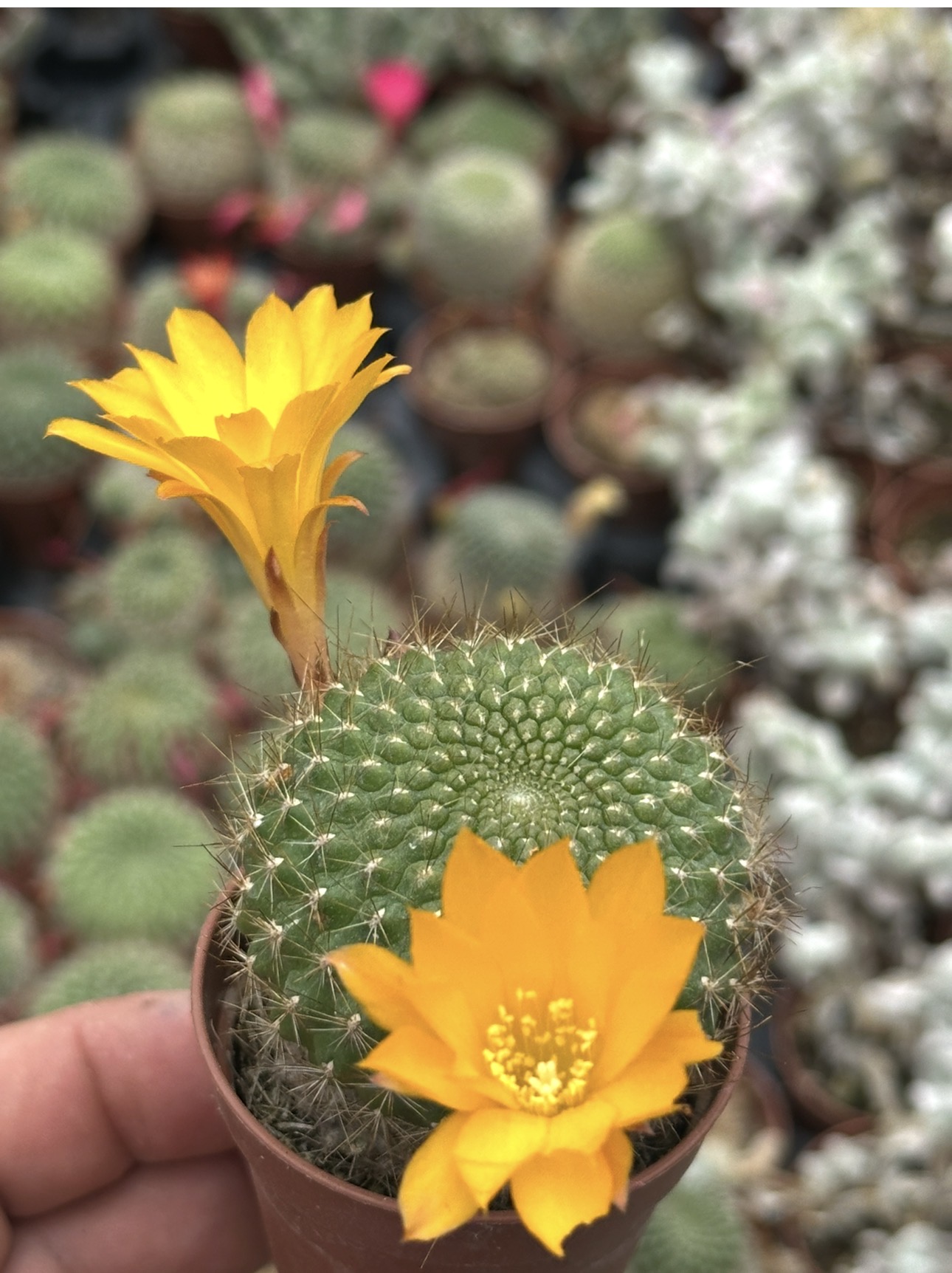 rebutia marsoneri
