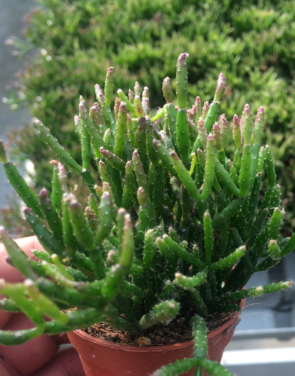 rhipsalis burchellii