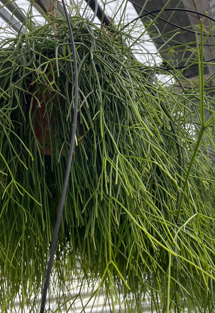 rhipsalis cassutha