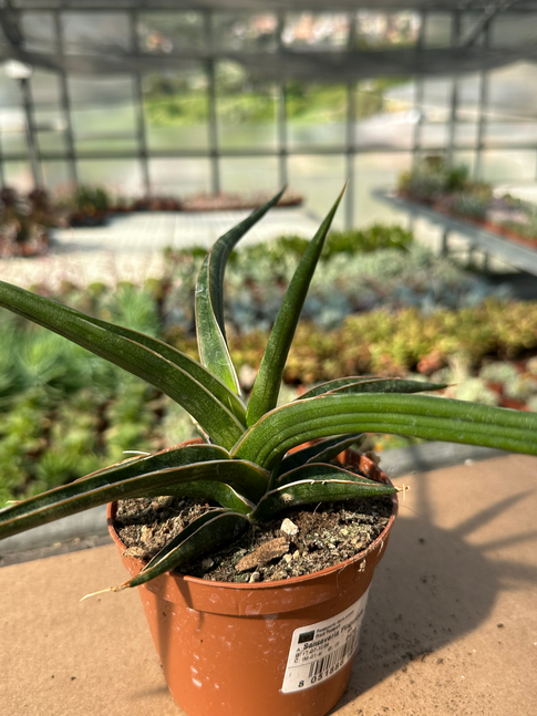 sansevieria pincula