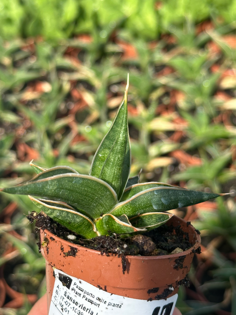 sansevieria pinguicula