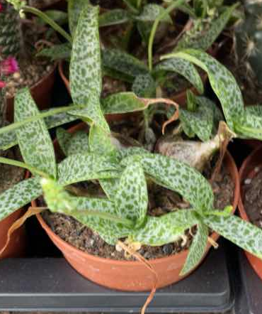 scilla violacea