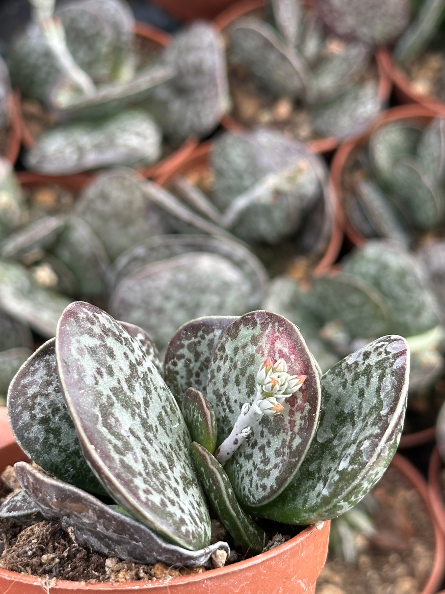 adromischus maculatus