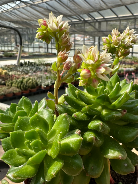 sedeveria laetitia