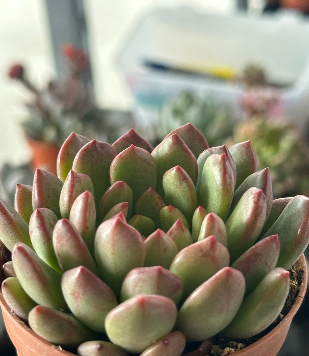 sedeveria Pink Ruby