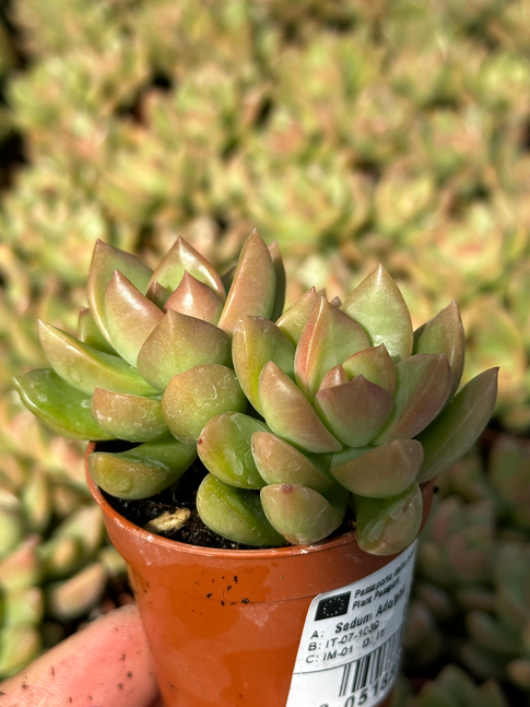 sedum adolphi