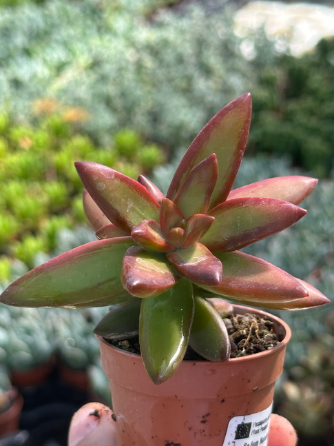 sedum adolphii firestorm
