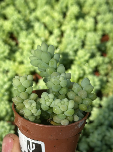 sedum burrito