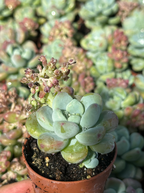 sedum clavatum