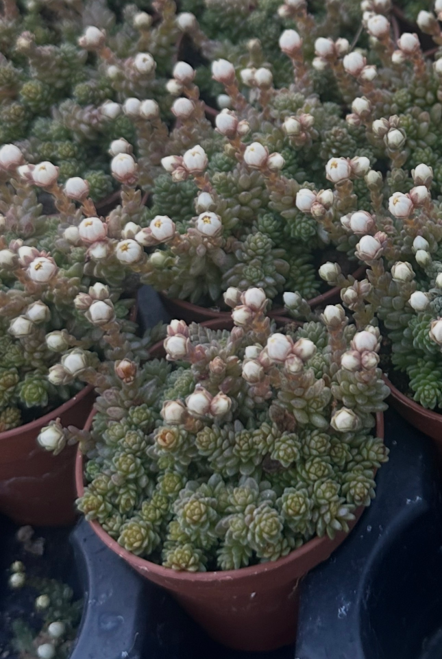 sedum dasyphyllum major
