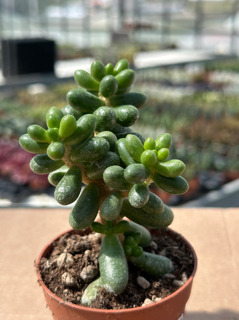 sedum furfuraceo
