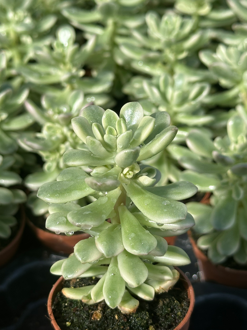 sedum joyce tulloch