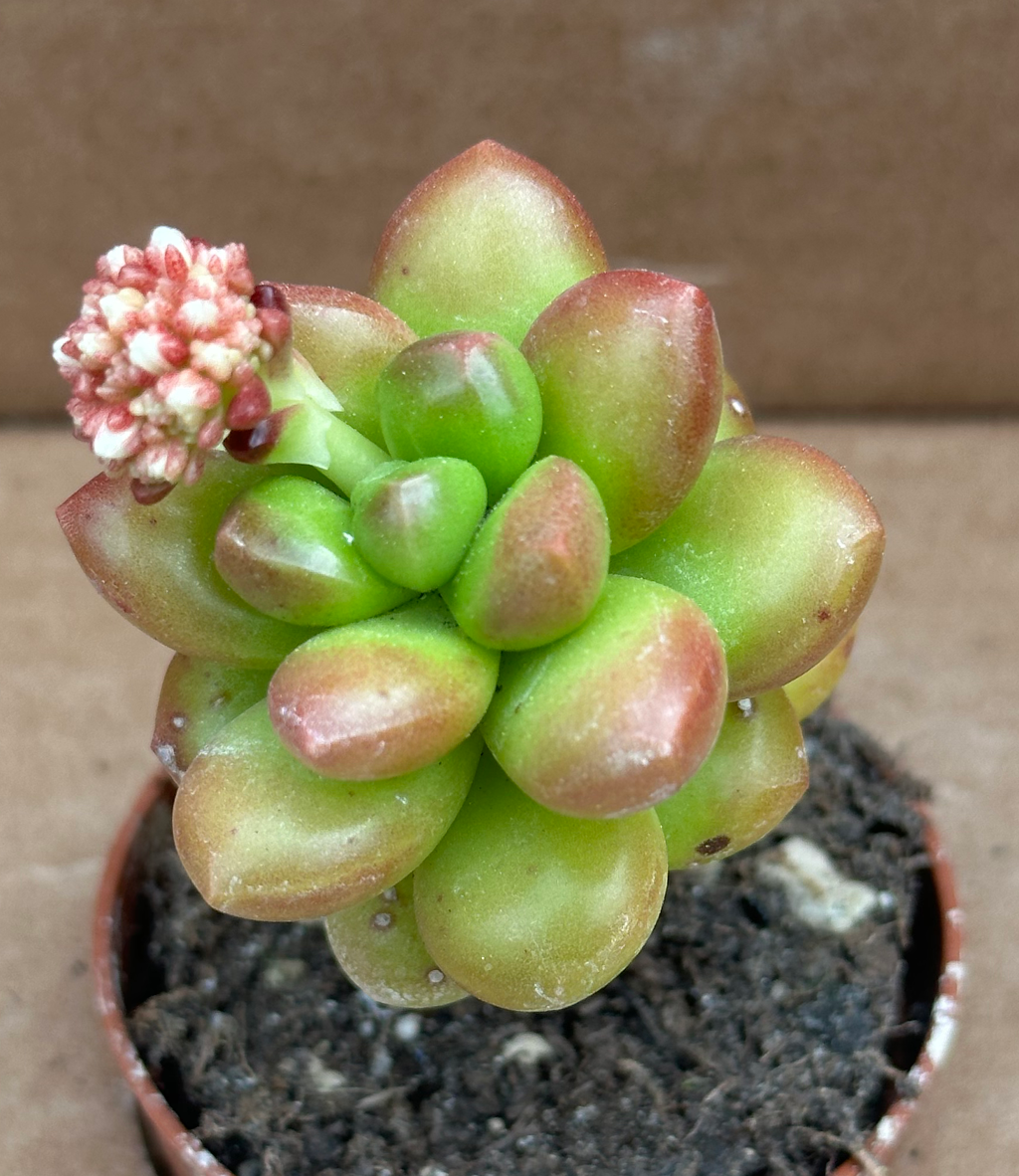 sedum lucidum