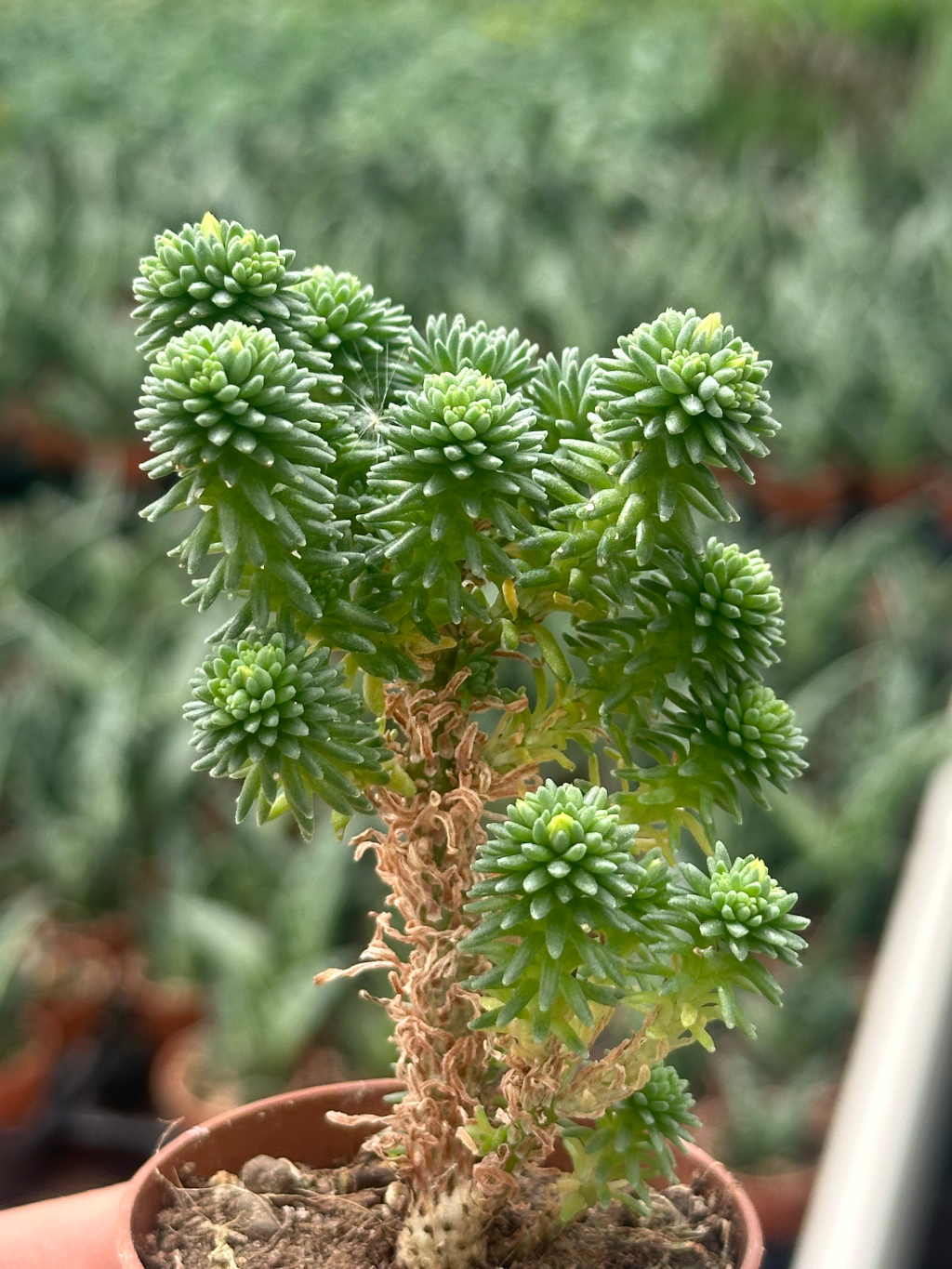 sedum multiceps