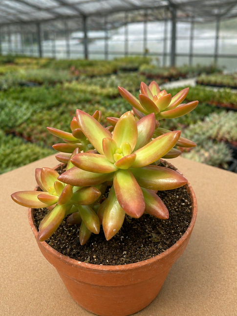 sedum nussbaumerianum
