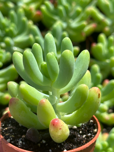 sedum pachyphyllum