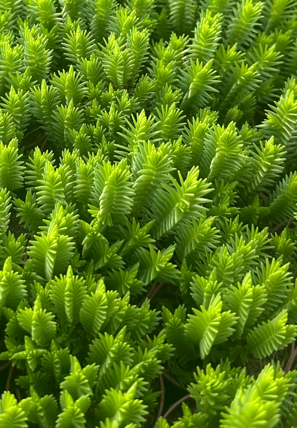 sedum reflexum