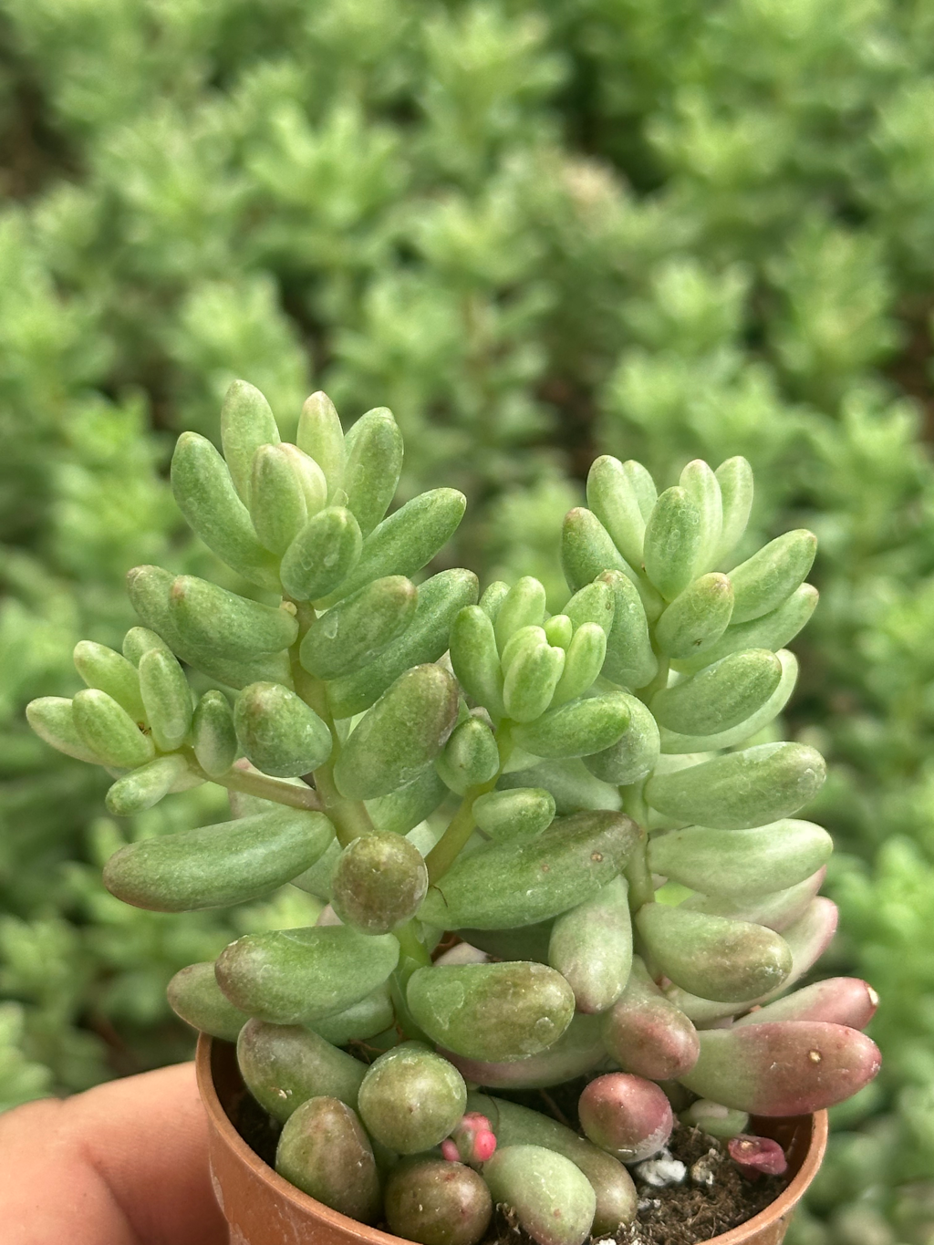 sedum rubrotinto aurora