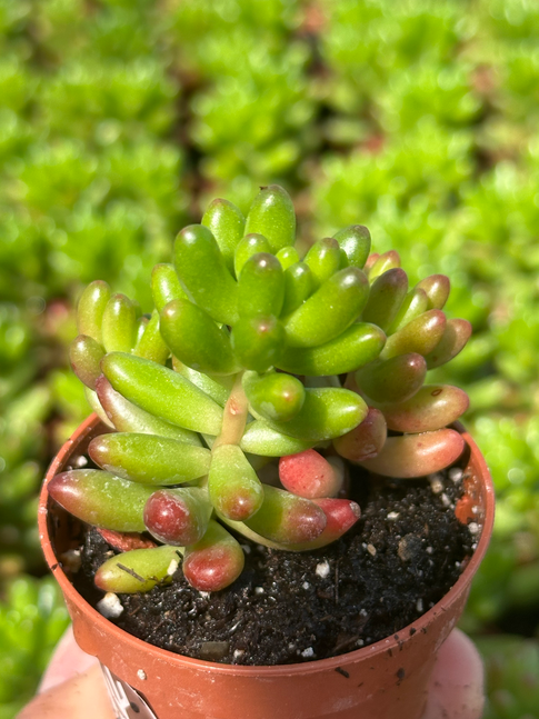 sedum rubrotintum