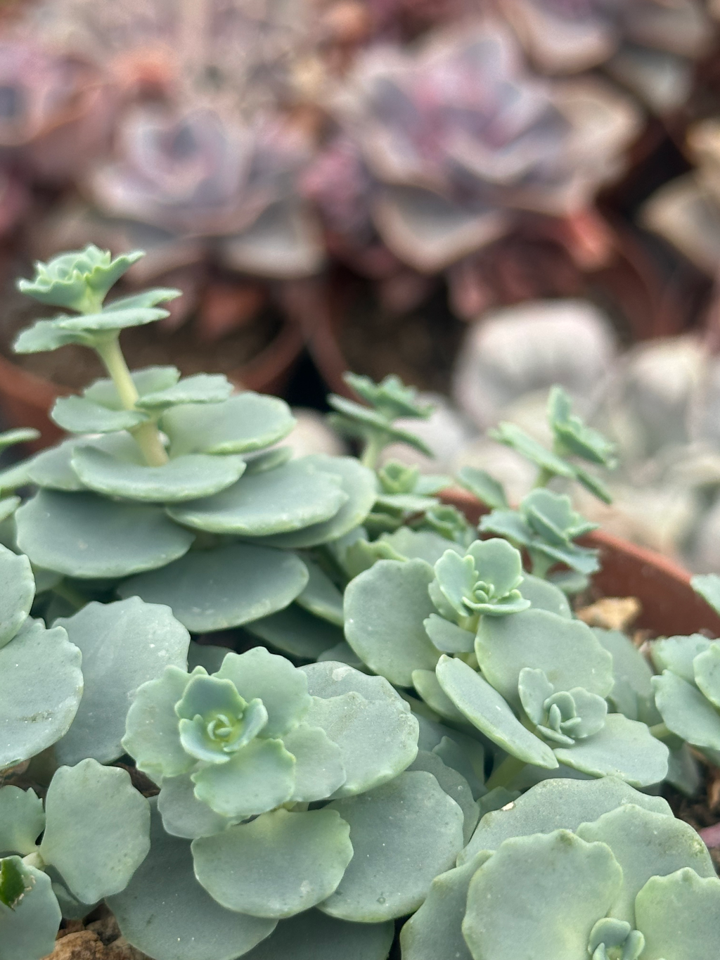 sedum sieboldii