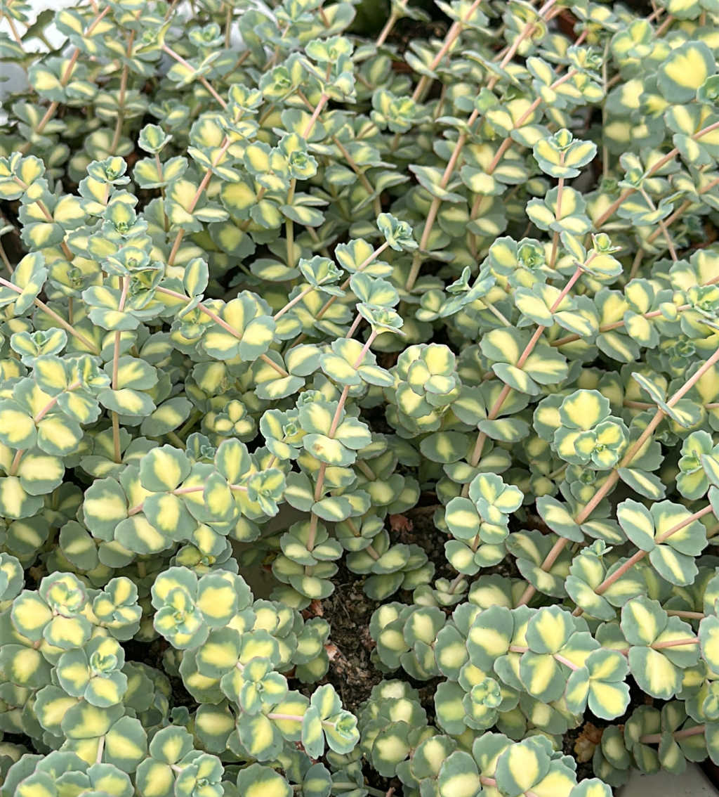 sedum sieboldii variegata