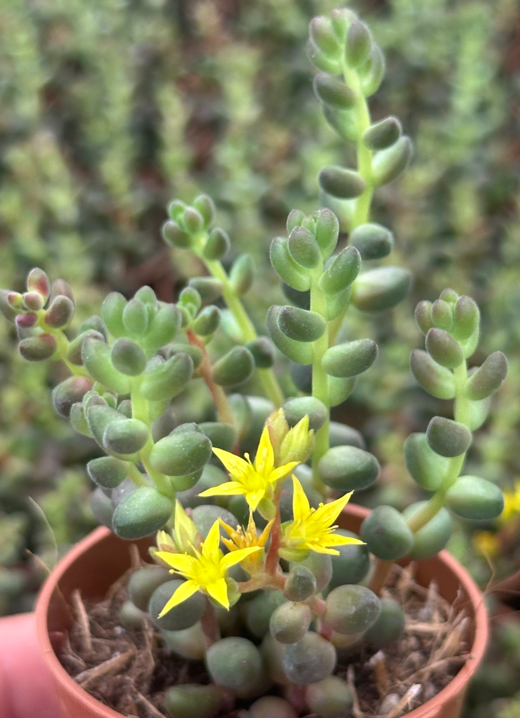 sedum sp