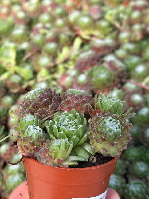 sempervivum aracnoideo