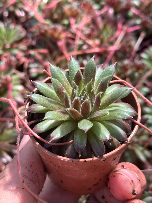 sempervivum black