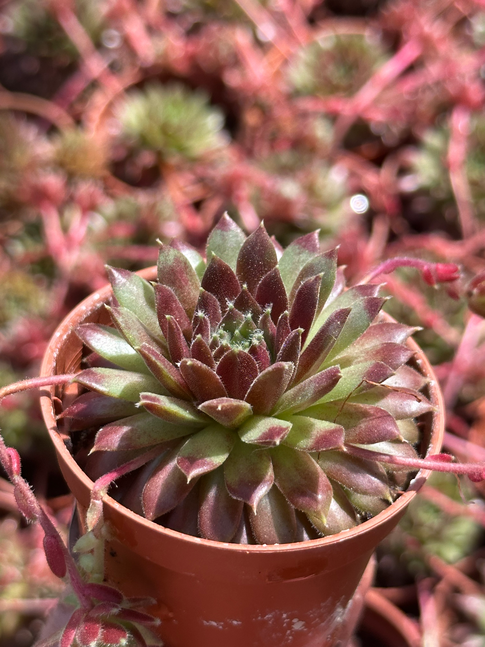 sempervivum lion